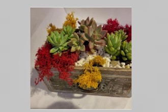 Plant Nite: Succulents in a Drawer